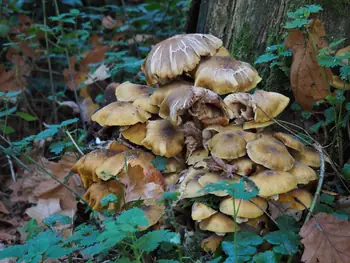 Vagevuurbos an Lippensgoed-Bulskampveld (Belgium)